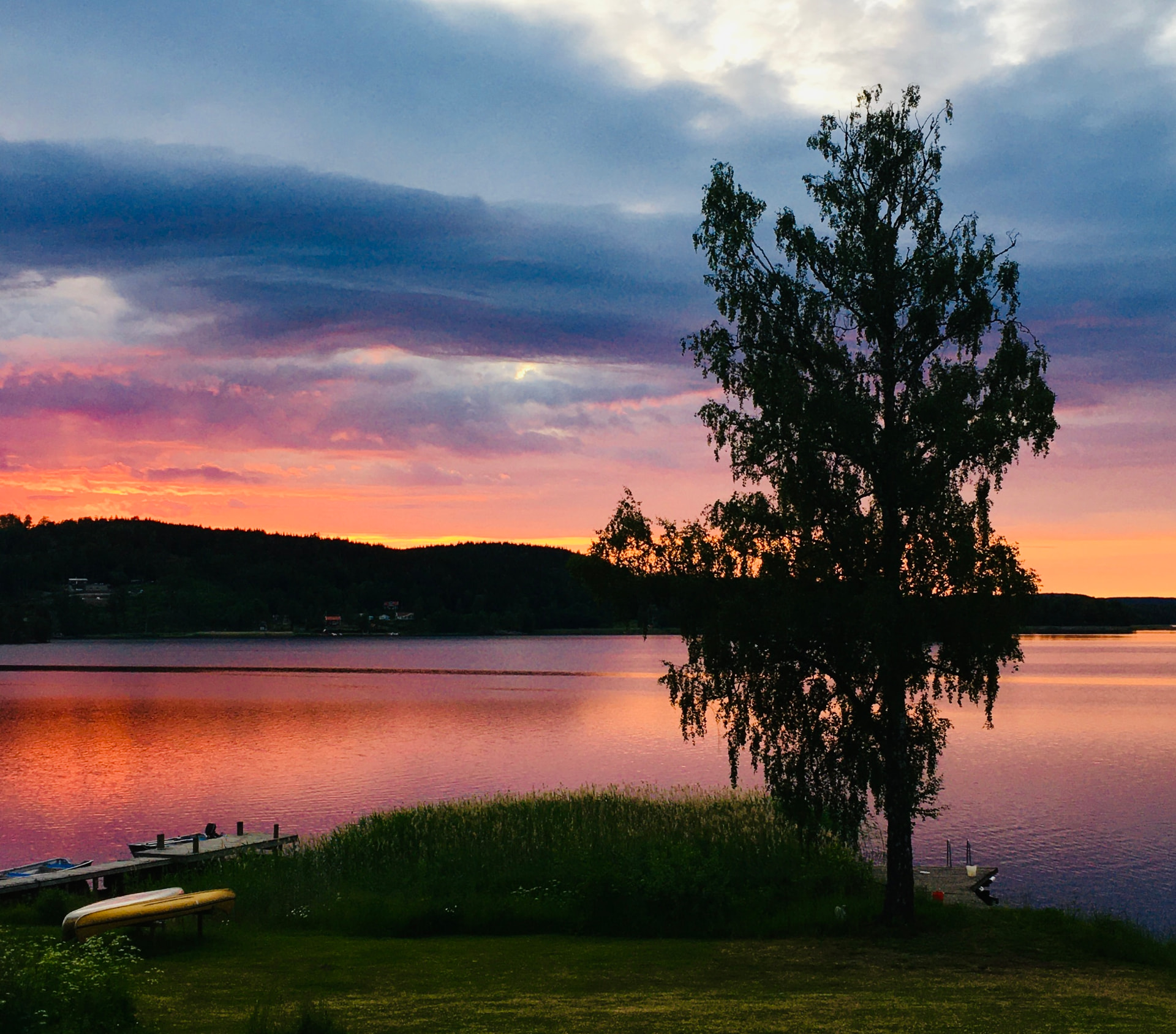 The birch tree silhouetted against a pink and orange sunset over the lake