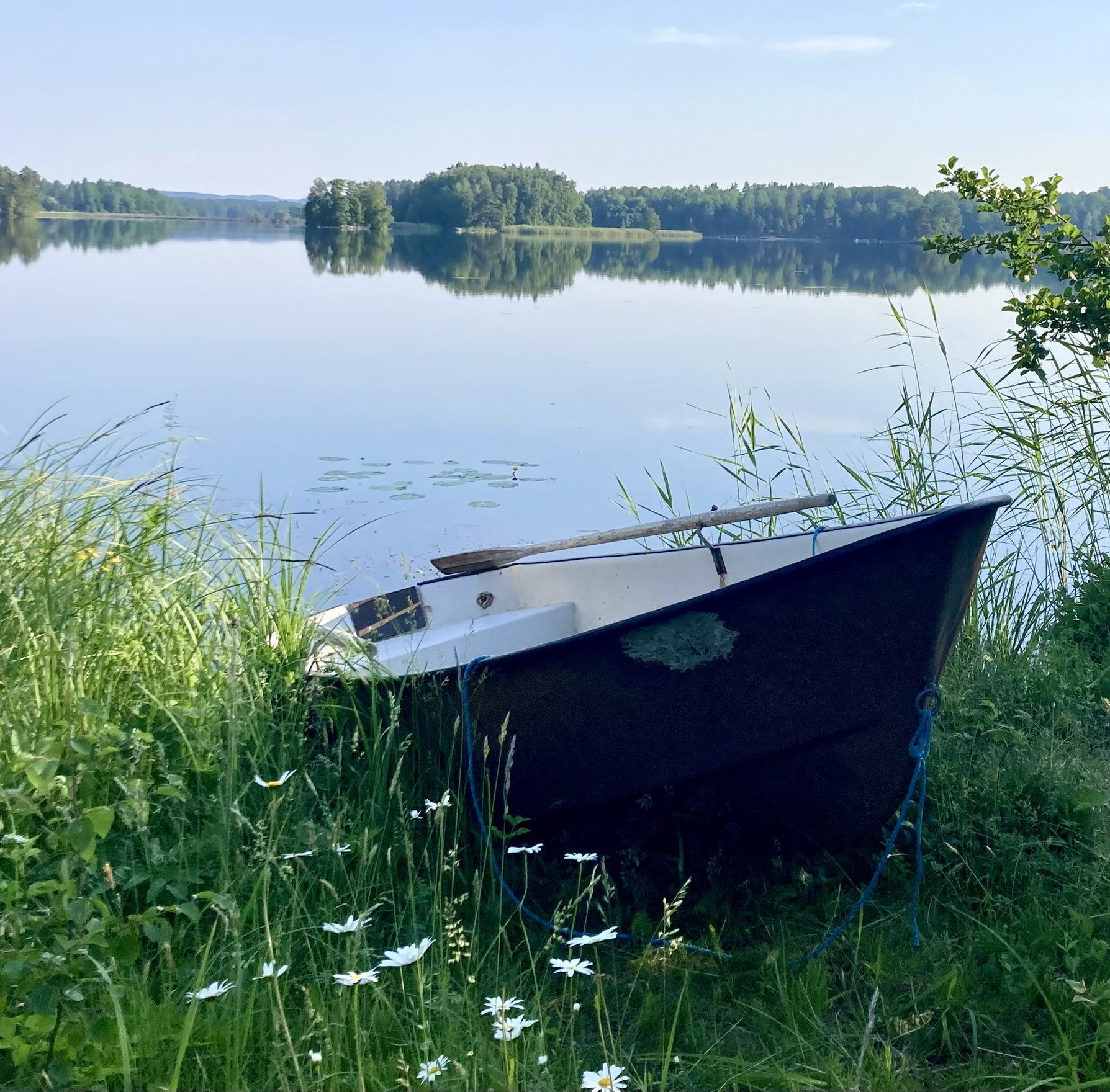 A rowing boat resting in the tall grass and daisies at the shoreline