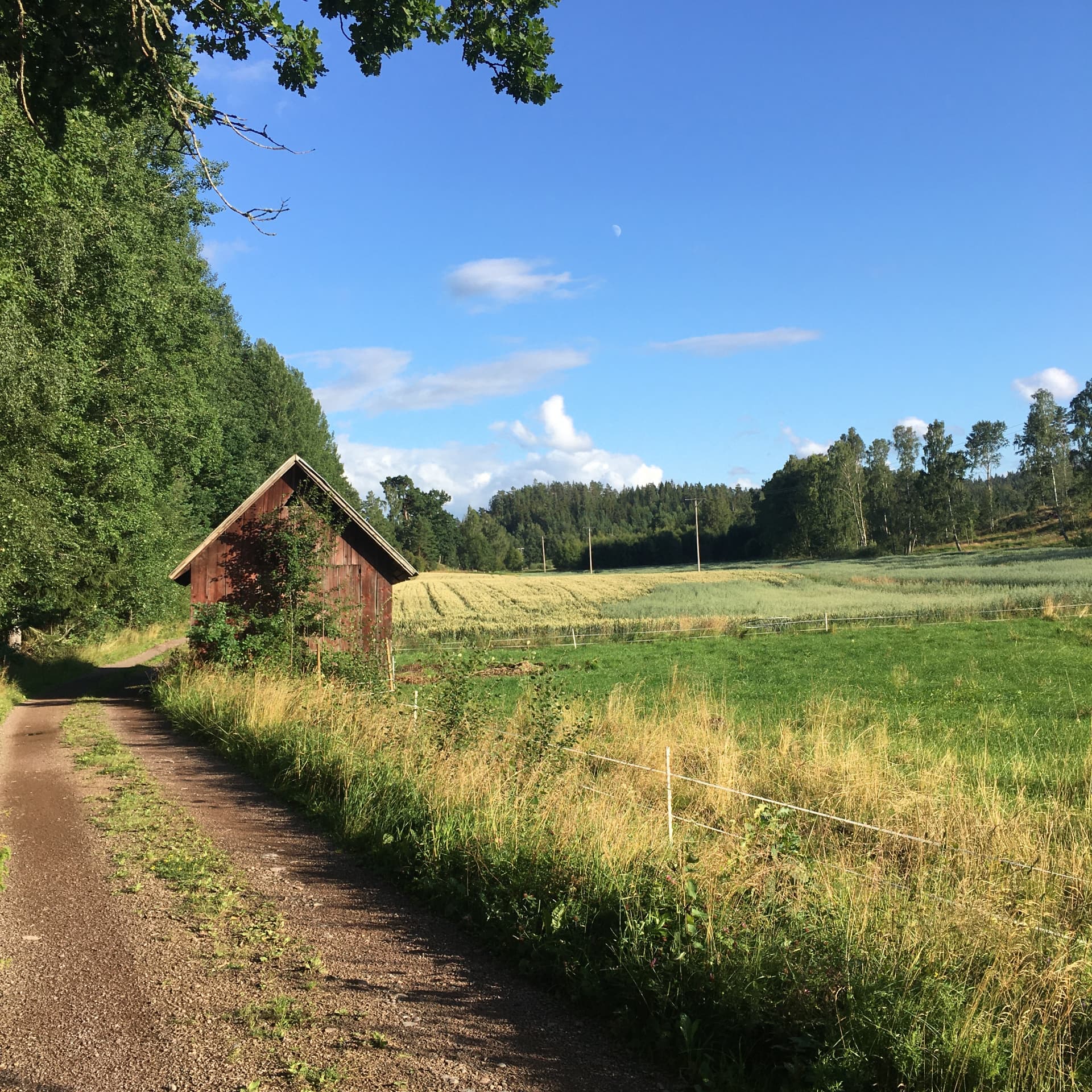 A red barn beside the gravel road with oat fields opening out behind it