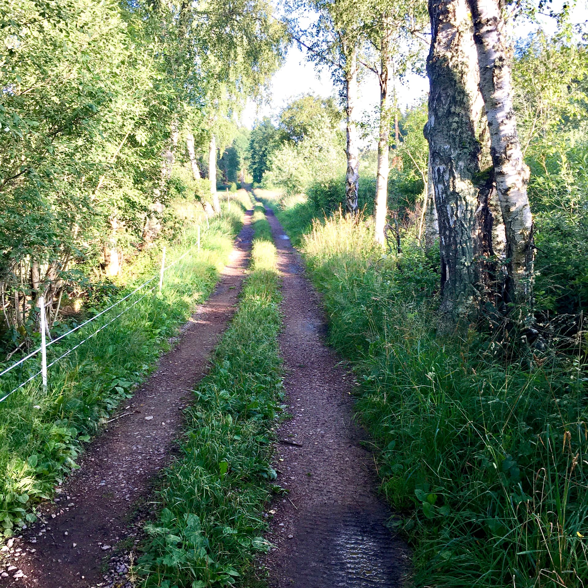 A quiet gravel track running between birches and summer grass