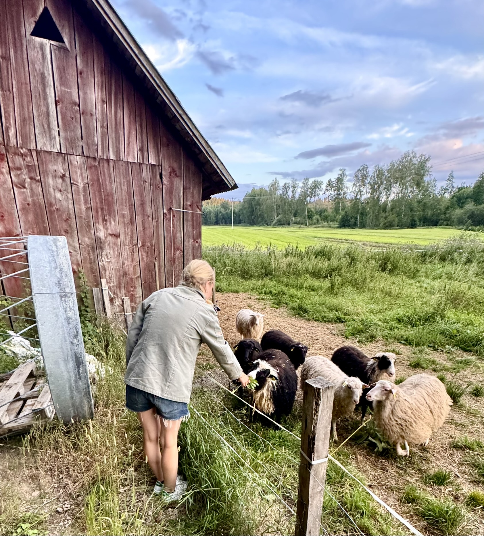 Sheep by a red barn in the fields nearby